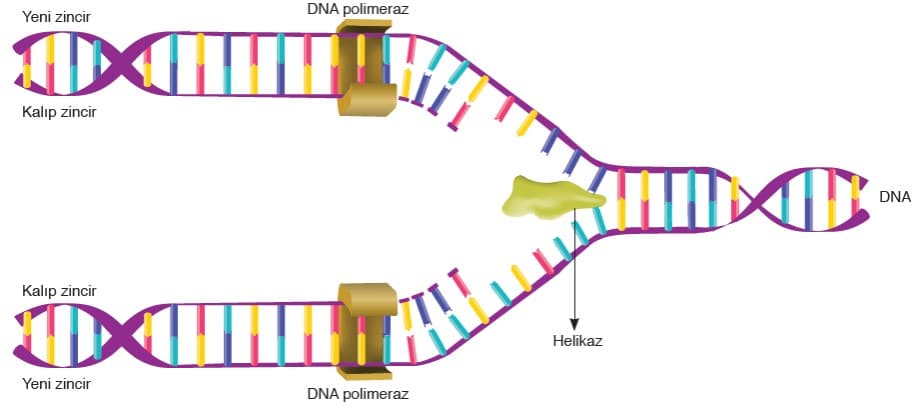 DNA Kendini Eşlemesi