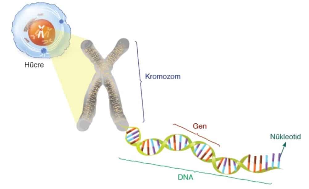DNA Yapısı