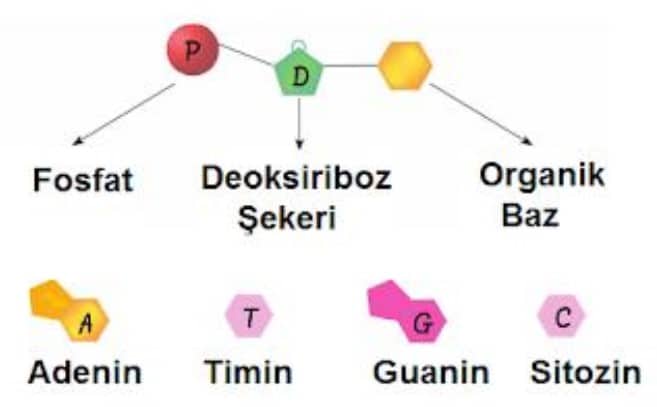 Nükleotid Yapısı