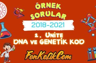 2. Ünite DNA ve Genetik Kod LGS Örnek Soruları