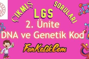 2.Ünite DNA ve Genetik Kod Çıkmış LGS Soruları