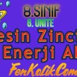 8.Sınıf 6.Ünite Besin Zinciri ve Enerji Akışı