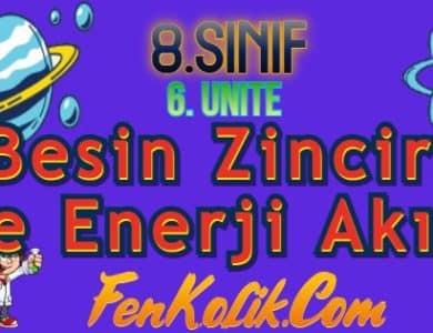 8.Sınıf 6.Ünite Besin Zinciri ve Enerji Akışı