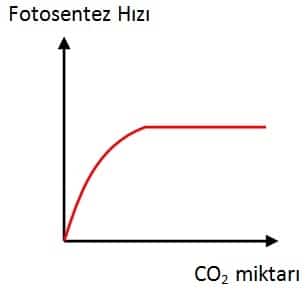 Fotosentez Hızı Karbondioksit Grafiği