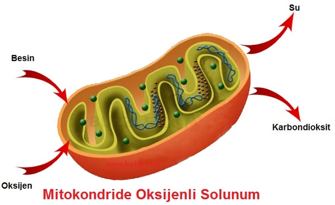 Oksijenli Solunum